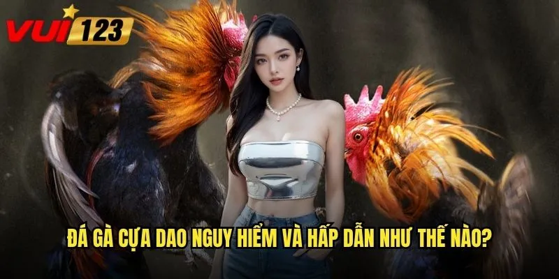 Đá gà cựa dao nguy hiểm và hấp dẫn như thế nào?