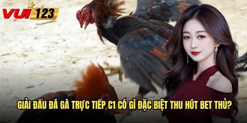 Giải đấu đá gà trực tiếp C1 có gì đặc biệt thu hút bet thủ?
